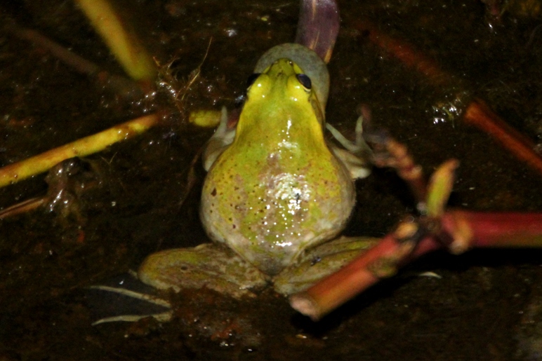 frog